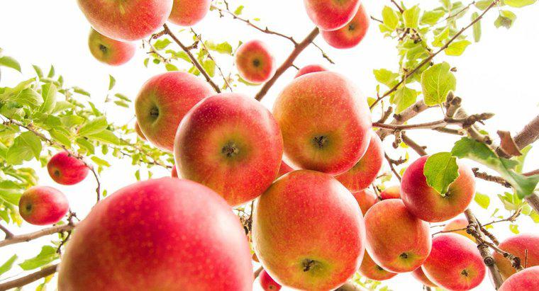 Combien de pommes produisent les pommiers ?