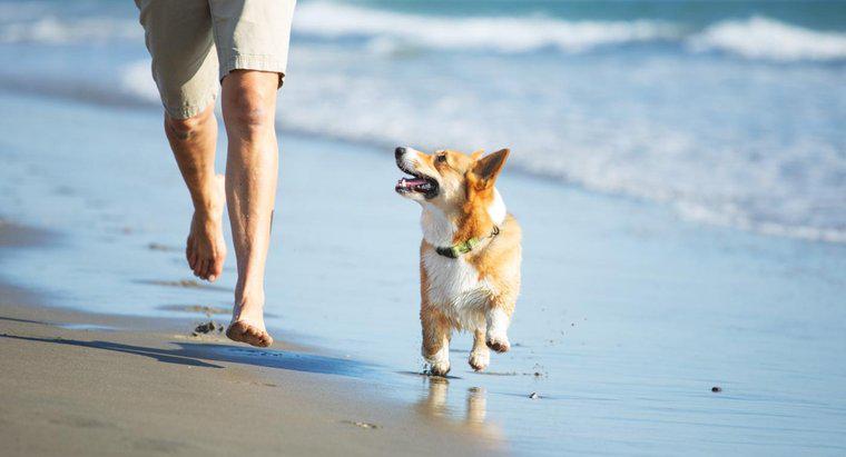 Que se passe-t-il si un chien mange du sable ?