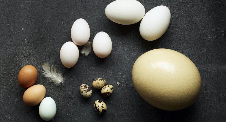 À combien d'œufs de poule correspond un œuf d'autruche ?