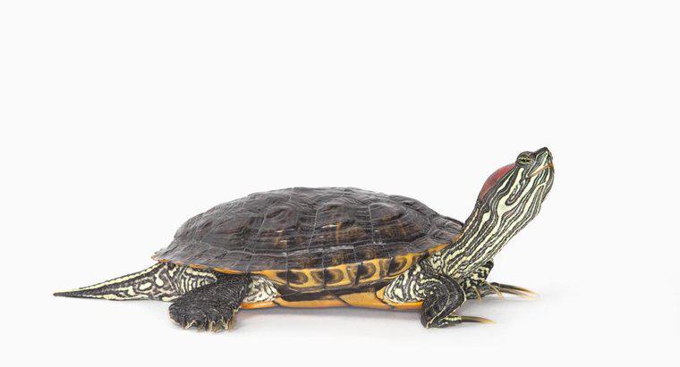 Que mangent les tortues à ventre jaune?