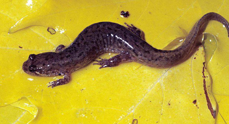 Qu'est-ce qu'une salamandre sombre?
