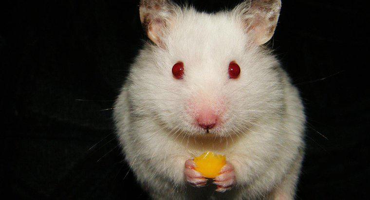 Les hamsters peuvent-ils manger du fromage ?