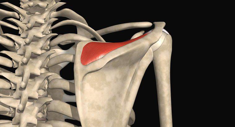 Qu'est-ce qu'une petite déchirure du tendon sus-épineux distal interstitiel ?