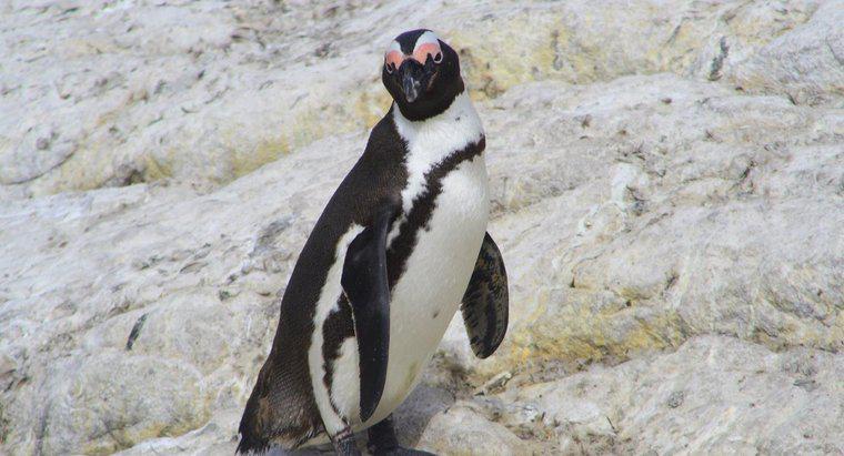 Les pingouins vivent-ils au pôle Nord ?