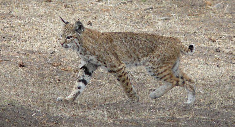 Quels animaux sont des prédateurs naturels du lynx roux ?