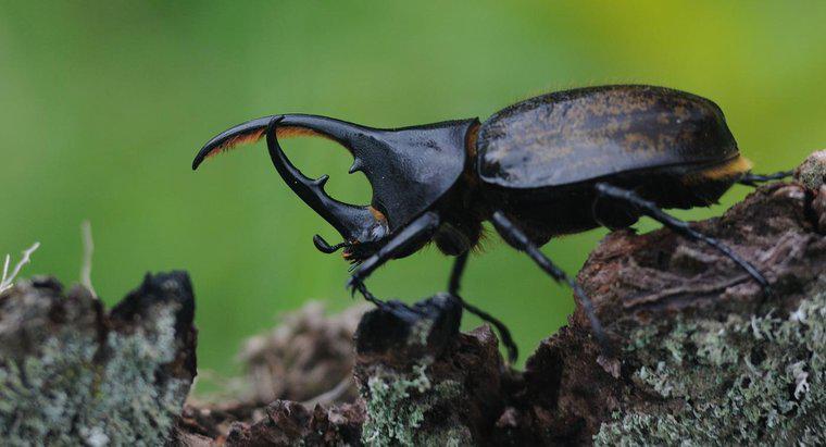 Où vivent les scarabées rhinocéros ?