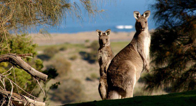 Combien coûte un kangourou ?