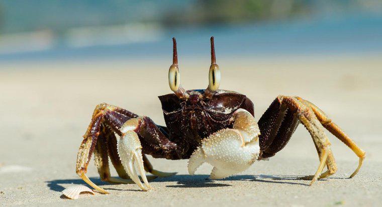 Que mangent les crabes de mer ?