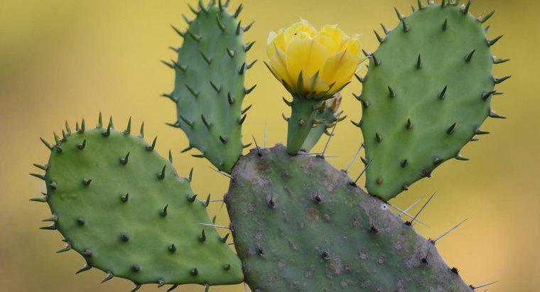 Comment le cactus de figue de barbarie est-il adapté à la vie dans le désert ?