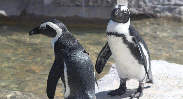 Combien de temps les pingouins peuvent-ils rester sous l'eau ?