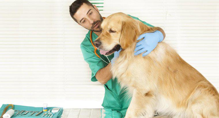 À quelle fréquence les chiens ont-ils besoin de vaccins contre la rage à New York ?