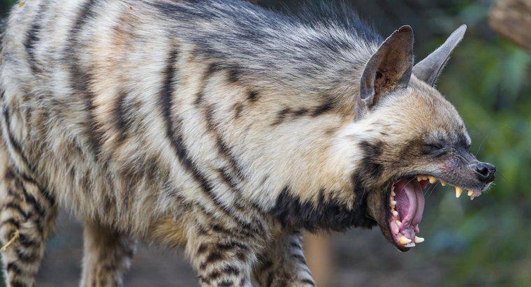 Quelle est la force de morsure d'une hyène ?