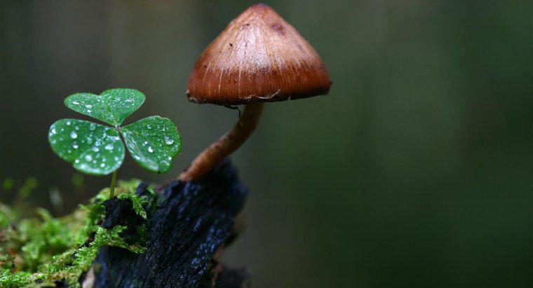 Comment les champignons s'adaptent-ils à leur environnement ?