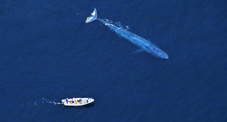 Pourquoi les gens tuent les baleines bleues ?