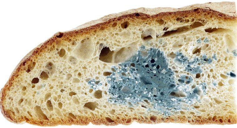 Quel type de pain moule le plus rapidement ?