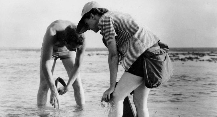 Quels étaient les noms des frères et sœurs de Rachel Carson ?