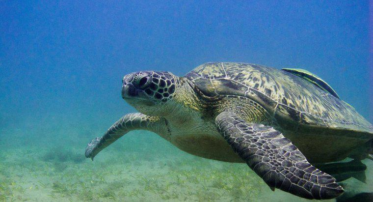 Combien de temps les tortues peuvent-elles rester sous l'eau ?
