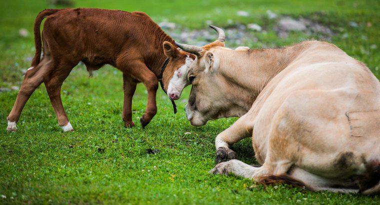 Combien de temps faut-il à une vache pour avoir un veau une fois enceinte ?