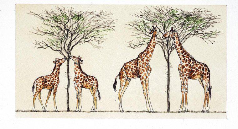 Comment Lamarck a-t-il expliqué pourquoi les girafes ont un long cou ?