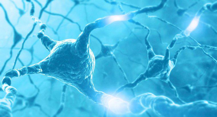 Comment l'impulsion nerveuse se déplace-t-elle le long du neurone ?