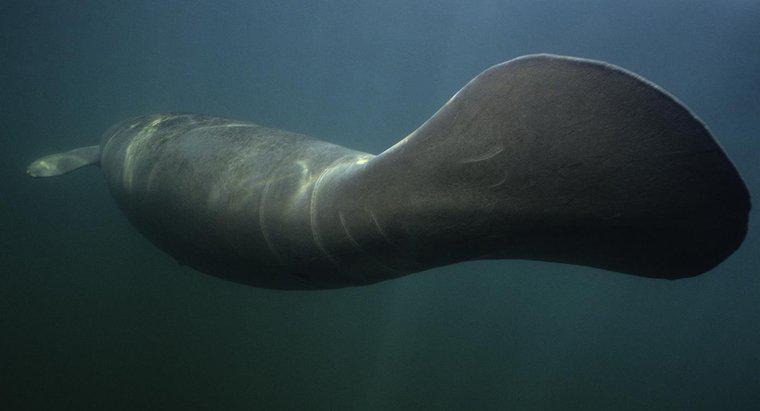 Quelle est la différence entre un dugong et un lamantin ?