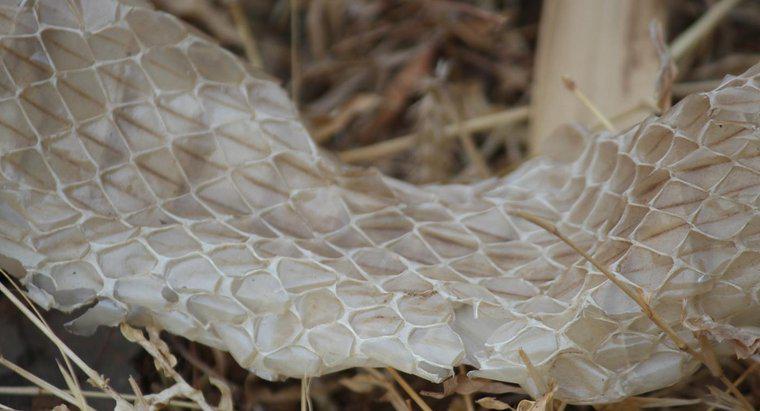 À quelle fréquence les serpents perdent-ils leur peau ?