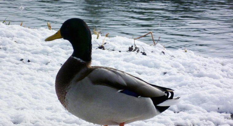 Les canards peuvent-ils survivre à l'hiver ?