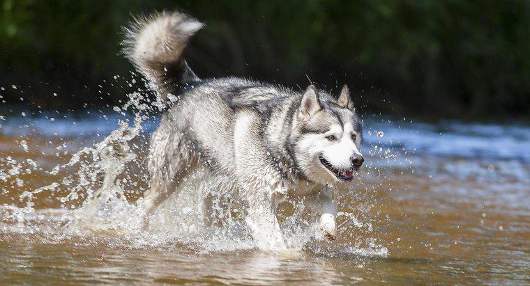 Quelles sont les races de chiens qui ressemblent à des huskies ?