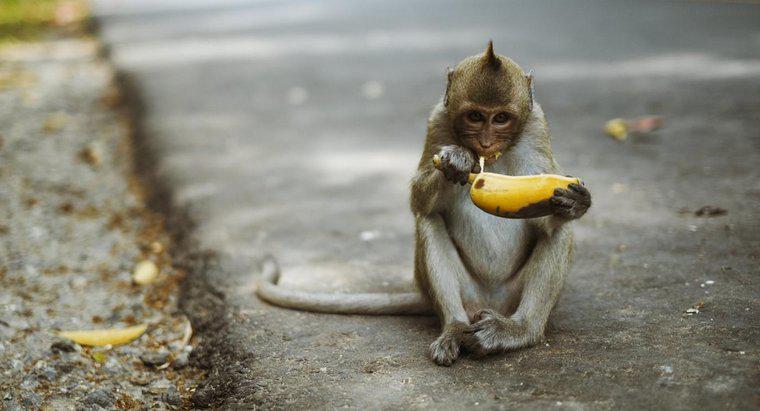 Quels sont les faits intéressants sur les singes pour les enfants ?