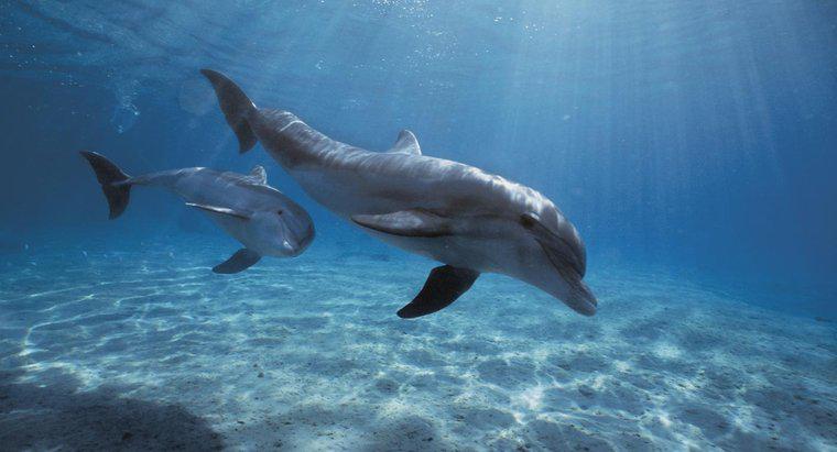 Combien de temps les dauphins peuvent-ils retenir leur souffle ?