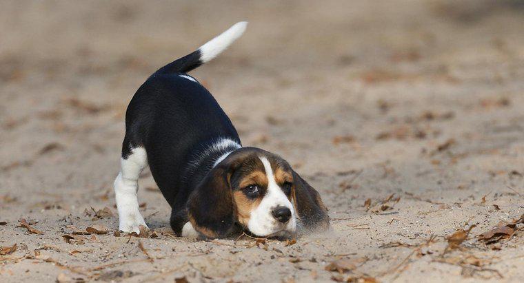 Combien pèsent les beagles ?