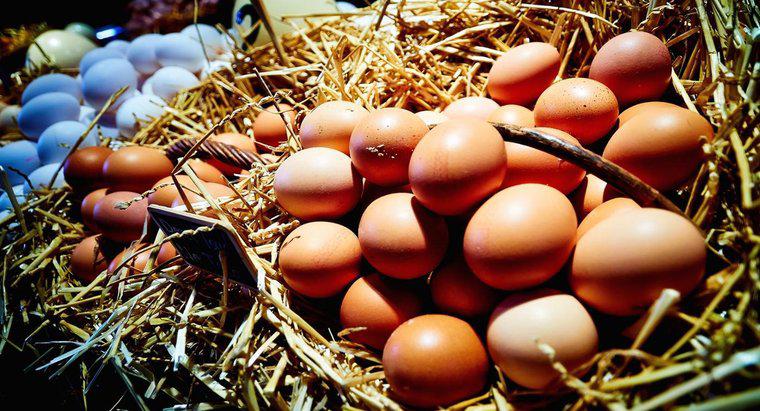 Les œufs sont-ils considérés comme des produits laitiers ?