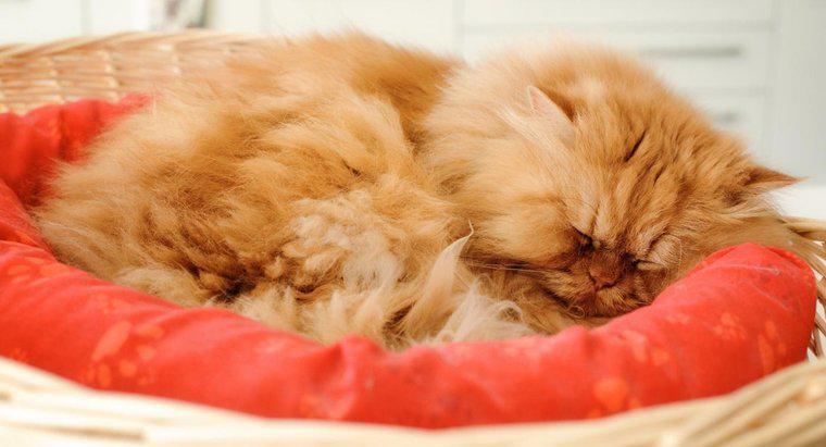 Qu'est-ce qu'un chat persan orange ?