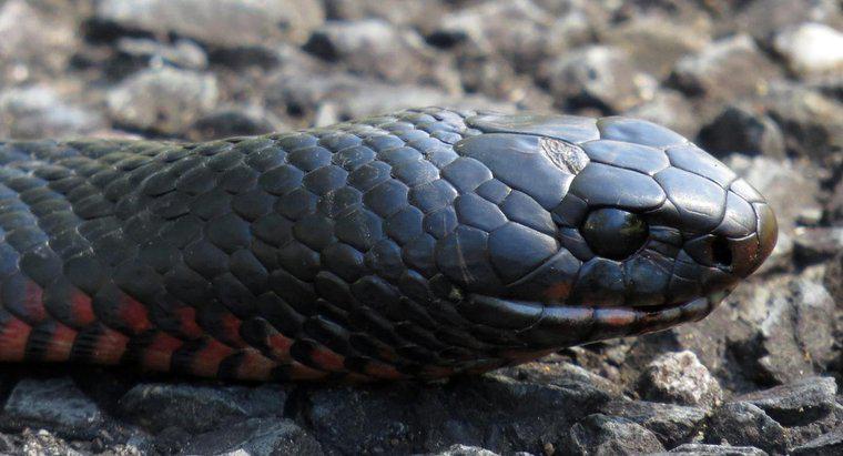 Qu'est-ce qu'un serpent noir à ventre rouge ?