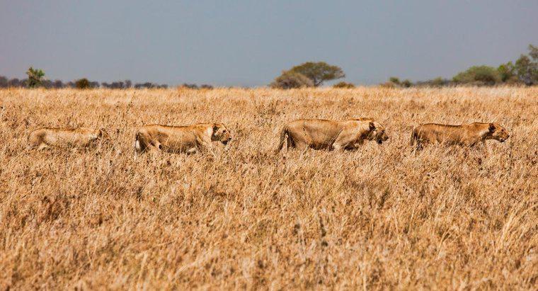 Comment les Lions s'adaptent-ils aux prairies ?