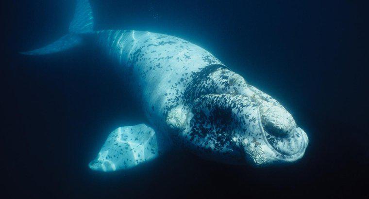 Que mangent les baleines noires ?