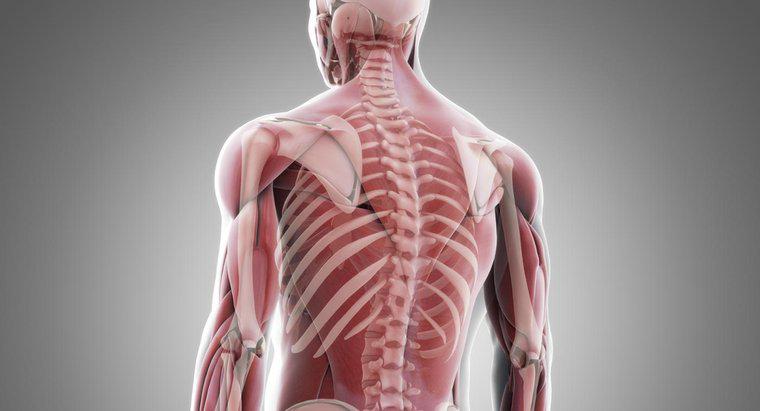 Comment les muscles sont-ils attachés à l'os?
