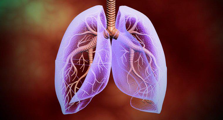 Où sont situés les poumons dans le corps humain ?
