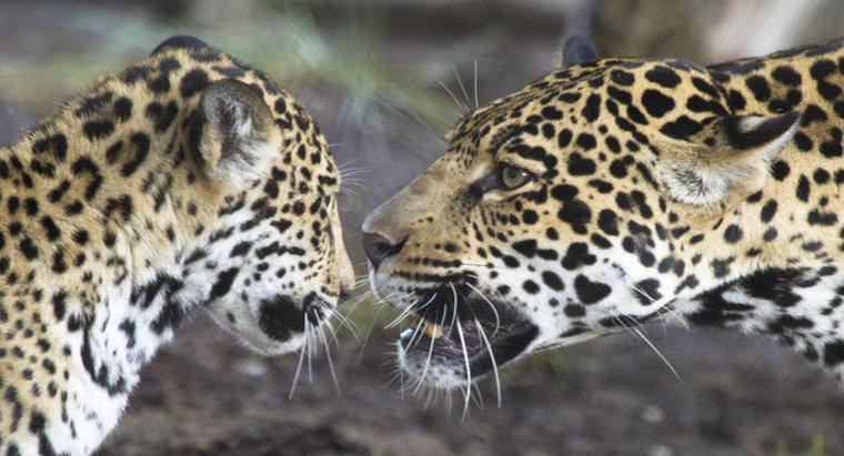 Comment les Jaguars communiquent-ils ?