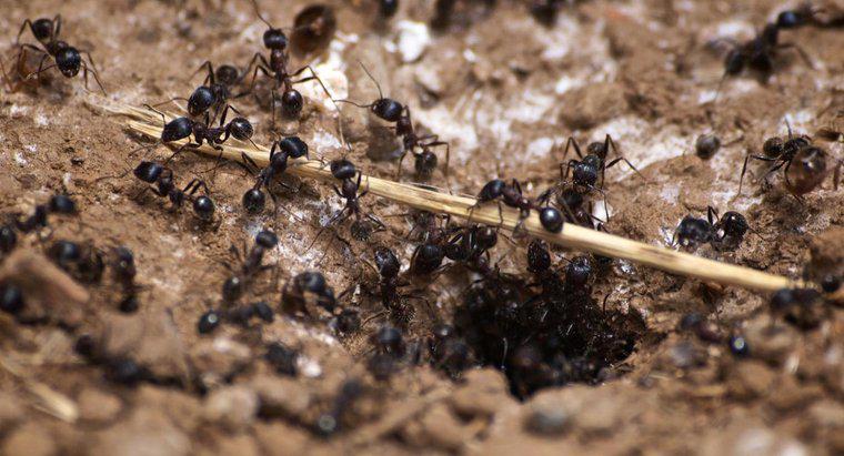 Quels sont les signes d'une infestation de fourmis charpentières ?