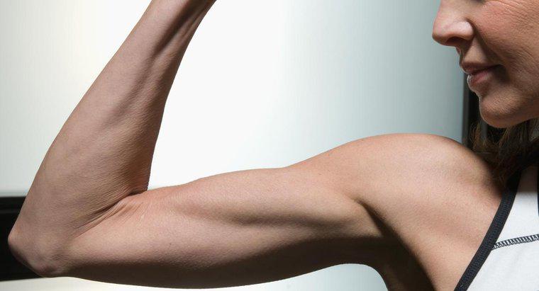Comment vos biceps et triceps lèvent-ils votre bras ?