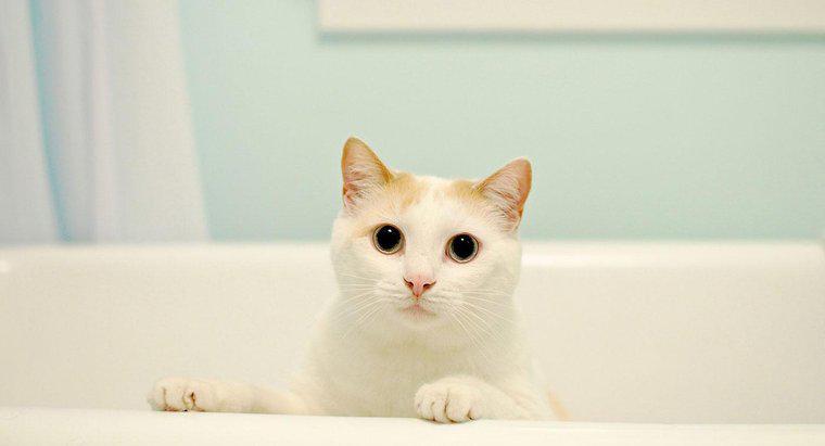 Les chats ont-ils besoin de bains ?