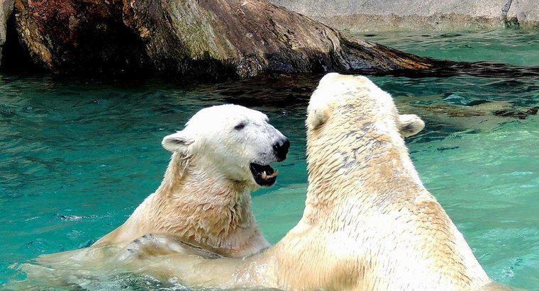 Comment les ours polaires se reproduisent-ils ?