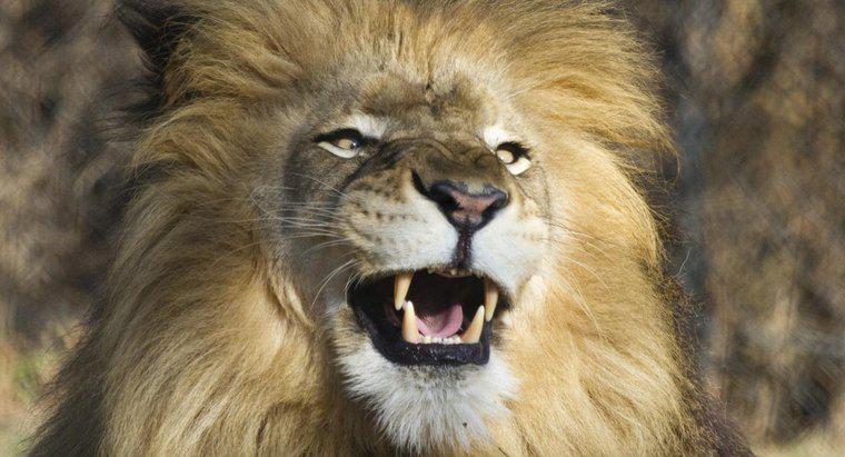 Comment s'appellent les dents d'un lion ?