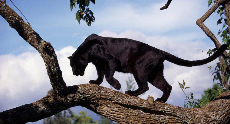 Combien de Black Panthers reste-t-il dans le monde ?