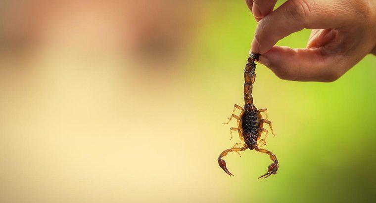 Quelles sont les adaptations de Scorpion ?