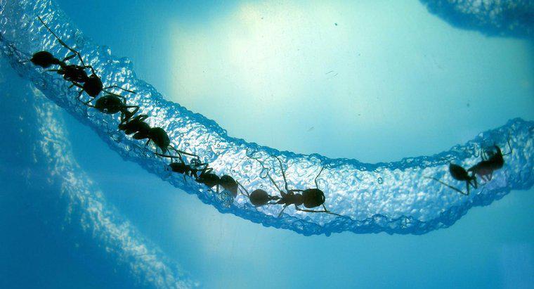 Combien de temps une fourmi peut-elle survivre sous l'eau ?