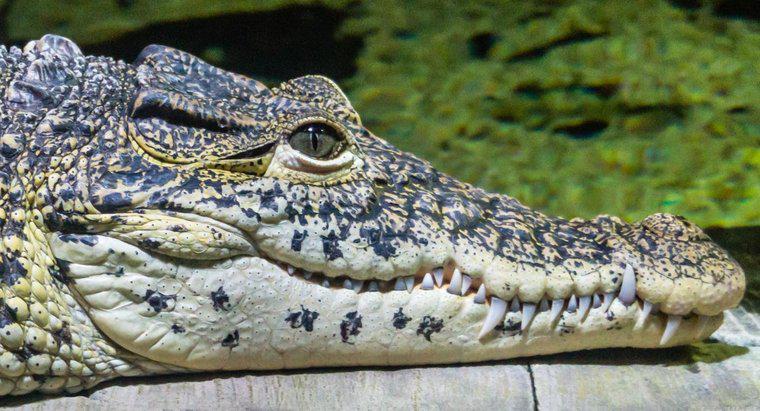 Les crocodiles ont-ils des oreilles ?