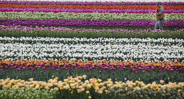 Quelle est la fleur nationale des Pays-Bas ?