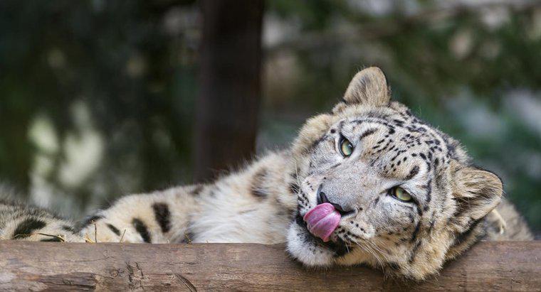 Quels sont les faits amusants sur le léopard des neiges pour les enfants ?